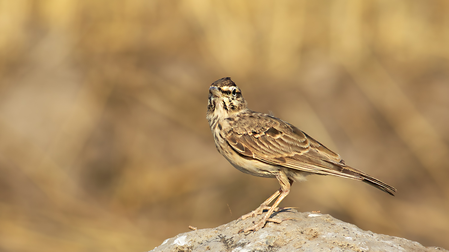 Corn Bunting